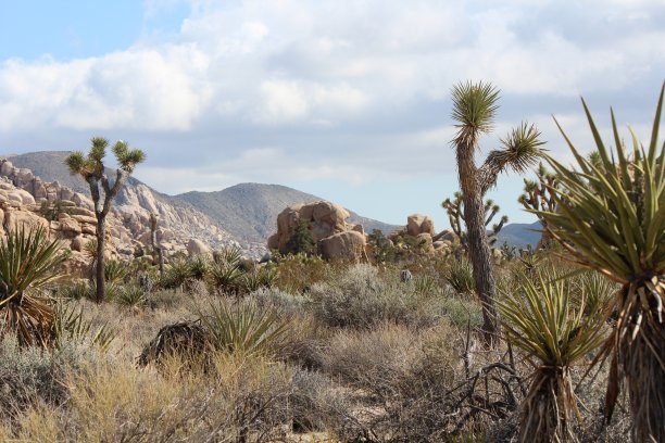 约书亚树国家公园的令人难以置信的风景照片，在阳光明媚的一天，在美国加利福尼亚州的约书亚树国家公园里，到处都是岩石和约书亚树图片下载