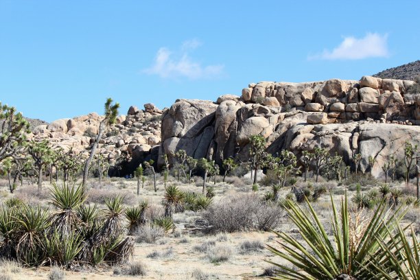 约书亚树国家公园的令人难以置信的风景照片，在阳光明媚的一天，在美国加利福尼亚州的约书亚树国家公园里，到处都是岩石和约书亚树图片下载
