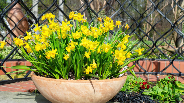 户外花园中陶土花盆里的水仙花。春天的球茎花水仙在一个大陶瓷碗的特写照片与复制空间。在春天装饰花园的DIY点子。图片下载