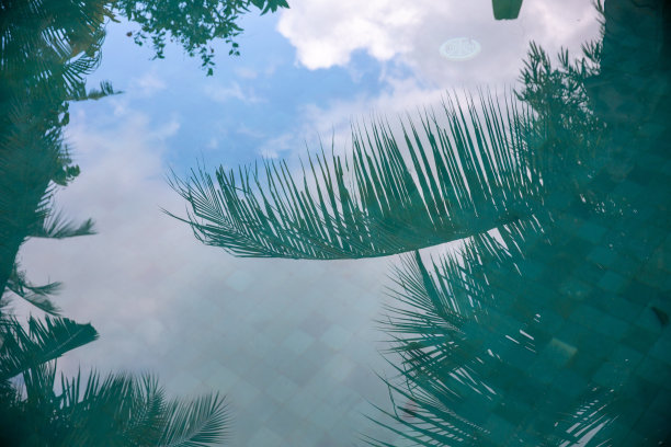 绿松石色游泳池里棕榈树树枝的倒影。图片下载