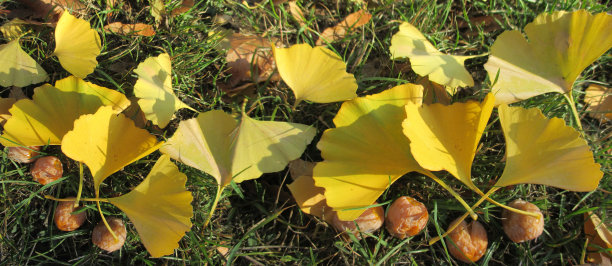 银杏叶果实和落叶图片下载