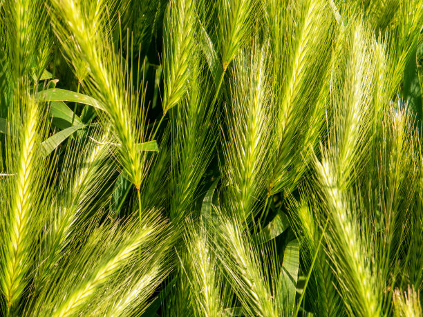 horhorum穗状灌木背景图片下载