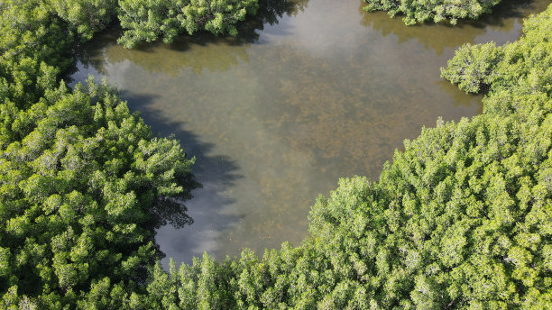 坦帕湾佛罗里达红树林的无人机照片。图片下载