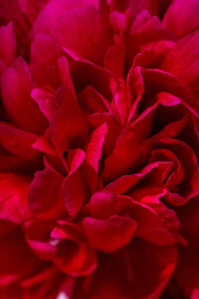 盛开的红色牡丹花在夏日阳光明媚的日子微距摄影。图片下载