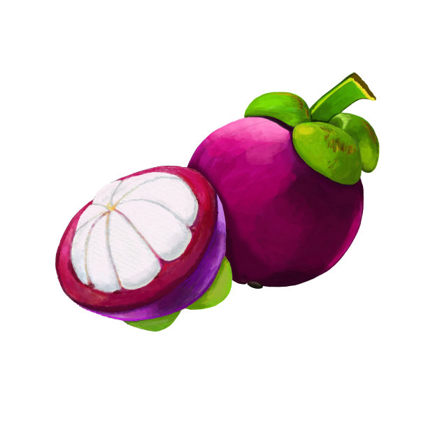 水彩和绘画的新鲜甜山竹孤立在白色的背景。数字绘画水果插图。图片下载