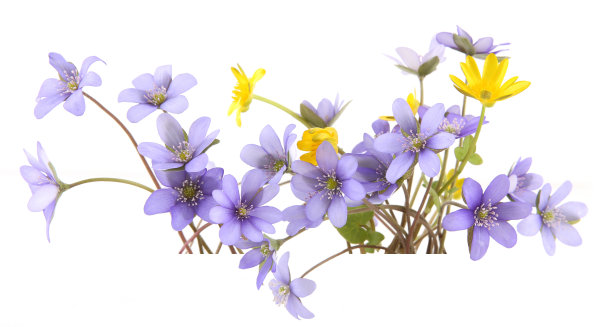 初春花银莲花和金银花分离于白底。图片下载