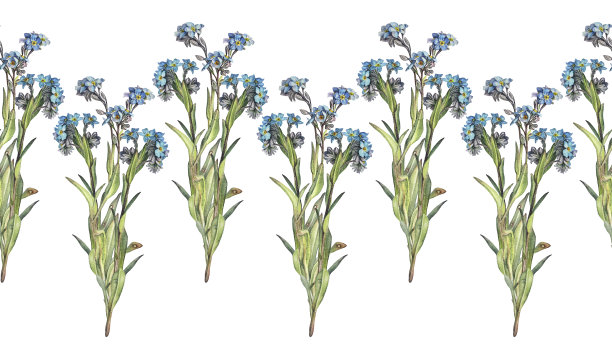 无缝边缘与水彩忘记我-不是在白色的背景。春夏花贴纸或速写本和卡片。墙纸或包装的手绘边框。复古浪漫元素图片下载