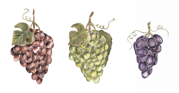 水彩手绘插图集与红色，紫色和绿色的葡萄枝。葡萄园的剪纸艺术图片下载