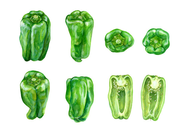 一组用水彩画的青椒图片下载