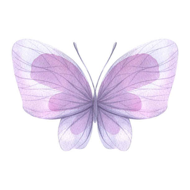 紫色的蝴蝶。手绘水彩插图。孤立的对象在一个白色的背景装饰和设计。图片下载