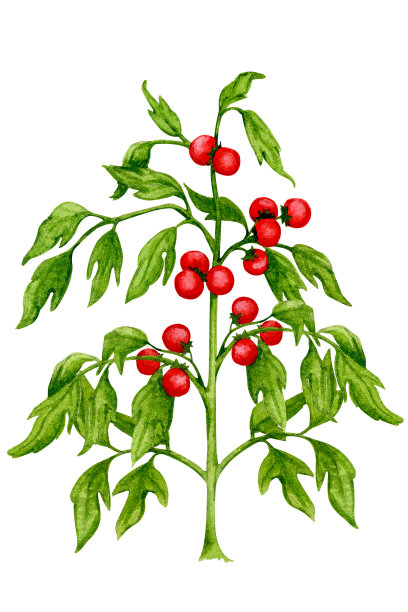 番茄植株，果实成熟。水彩元素以园艺、收获、健康饮食、生物产品为主题。图片下载