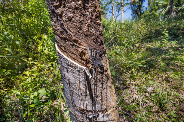 橡胶树，巴西橡胶树，在一个小种植园图片下载