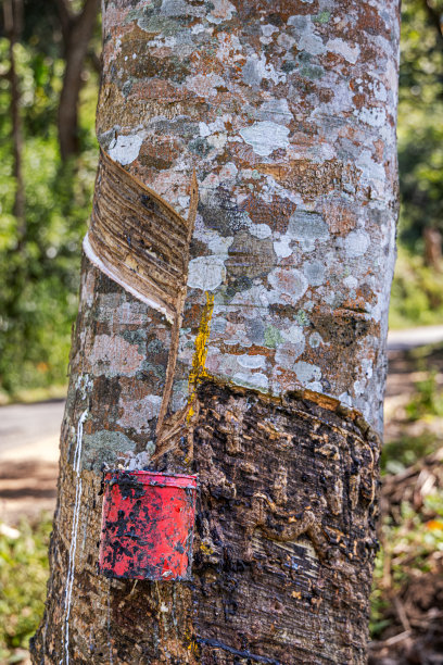 橡胶树，巴西橡胶树，在一个小种植园图片下载