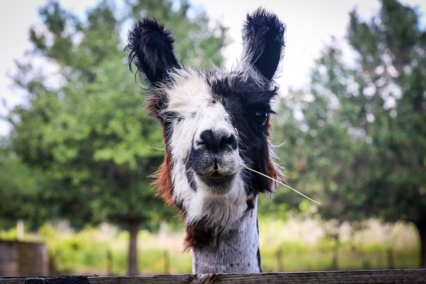 在佛罗里达州中部的一个农场里，部分失明的羊驼正在吃干草，看着镜头图片下载