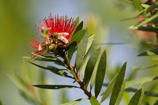 一只辛勤工作的蜜蜂的肖像图片下载
