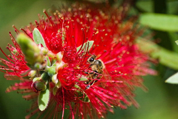 一只辛勤工作的蜜蜂的肖像图片下载