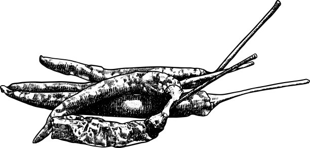 辣椒的图片下载