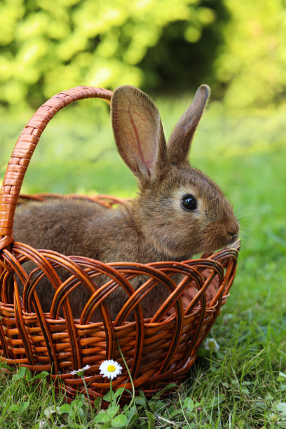 户外绿草地上，柳条篮子里可爱的毛茸茸的兔子图片下载