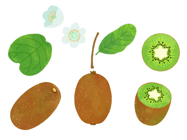 复古手绘猕猴桃插图集图片下载