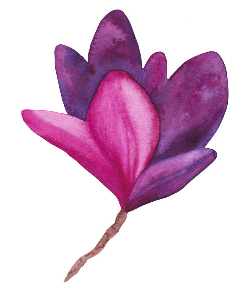 水彩画亮粉色和紫色木兰花图片下载