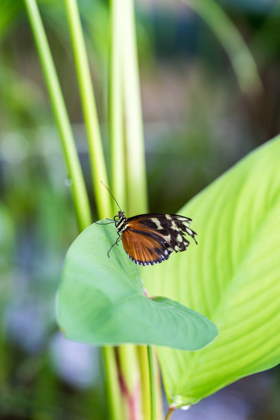 金色长翅蝶（Heliconius Hecale）栖息在叶子上特写图片下载