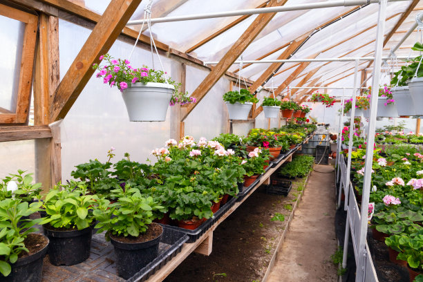温室内部摆满了待售的盆栽花卉，农业照片图片下载
