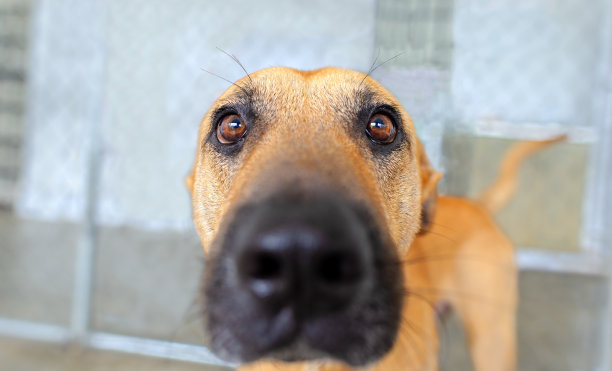 狗有趣的动物眼睛脸特写图片下载