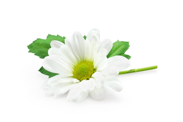 在白色上孤立的白菊花图片下载
