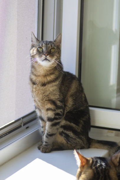 家虎猫坐在开着窗户的窗台上思考图片下载