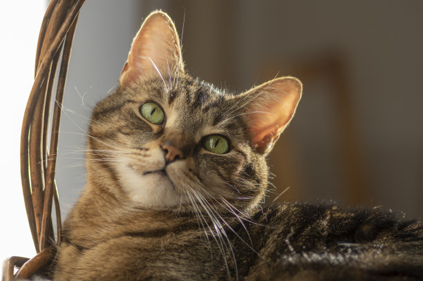 慵懒的大理石家猫躺在篮子里放松在阳光明媚的早晨，专注的表情，绿色石灰眼图片下载