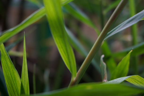 花园和院子里植物的库存照片图片下载