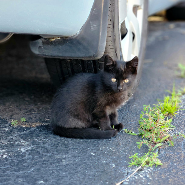车底黑猫图片下载
