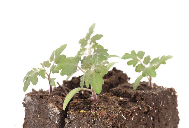 番茄植株散焦盆栽土壤中分离的樱桃番茄幼苗。图片下载