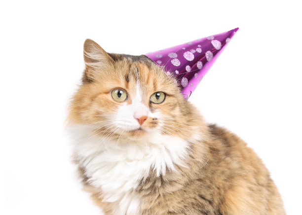毛茸茸的印花猫戴着派对帽看着镜头。图片下载