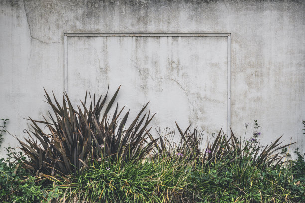 绿色植物生长在外面老化和风化的混凝土墙旁边图片下载