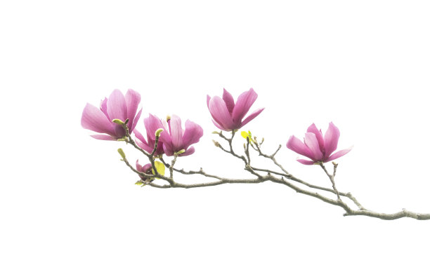 白玉兰花孤立在白色上图片下载