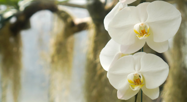 白色的蝴蝶兰花和叶子在一起图片下载