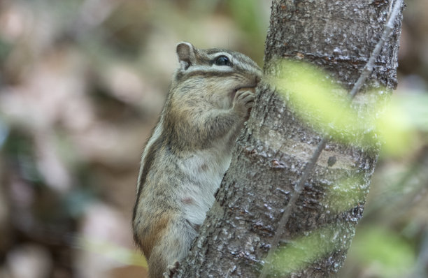 森林里的野松鼠图片下载