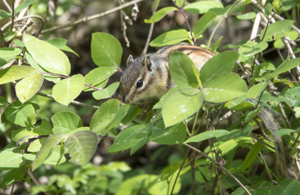 森林里的野松鼠图片下载