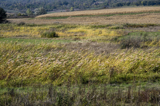绿色的草地延伸在一望无际的田野上。图片下载