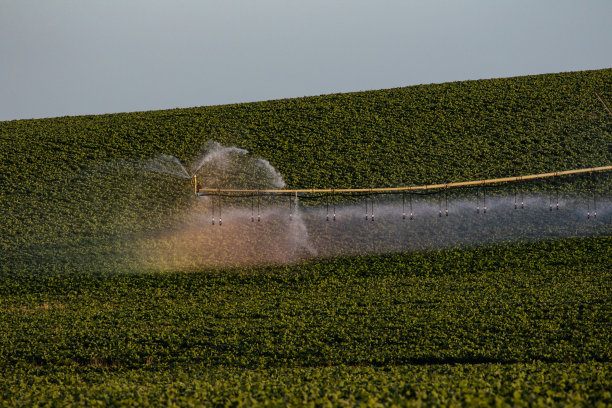 大豆种植图片下载