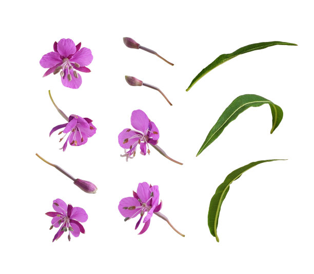 套粉红色的附毛草花，芽和绿叶分离图片下载