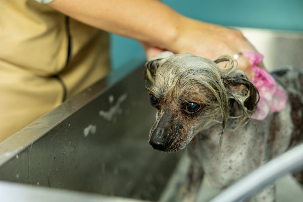 一只中国冠毛狗在美容沙龙用洗发水洗澡的有趣照片。美容师给狗洗澡图片下载