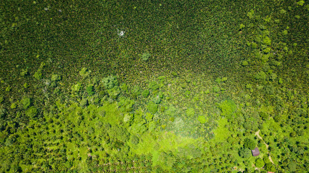 马来西亚婆罗洲的红树林。图片下载