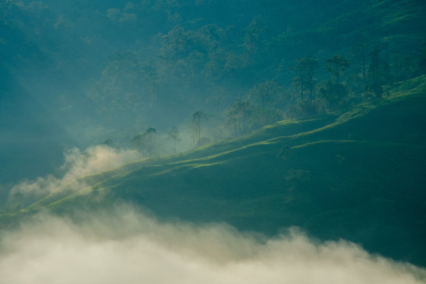 山与树在雾在布鲁岛马鲁古图片下载