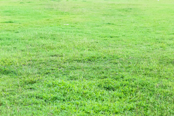 纹理绿草背景图片下载