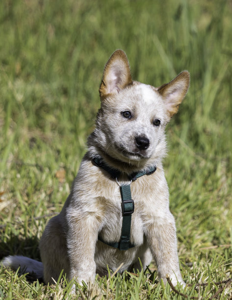 一只红色澳大利亚牧牛犬幼犬坐在户外图片下载