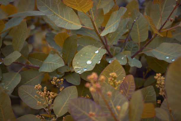 接近春天的小树枝在雨天气概念照片。年轻的分支图片下载