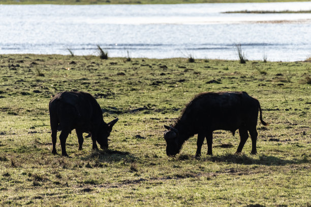 水牛在乔贝河岸边吃草图片下载