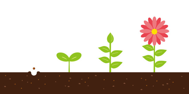 从种子到花朵的矢量插图。图片下载